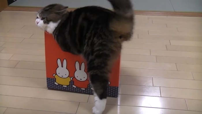 後ろ足が箱から出ている猫