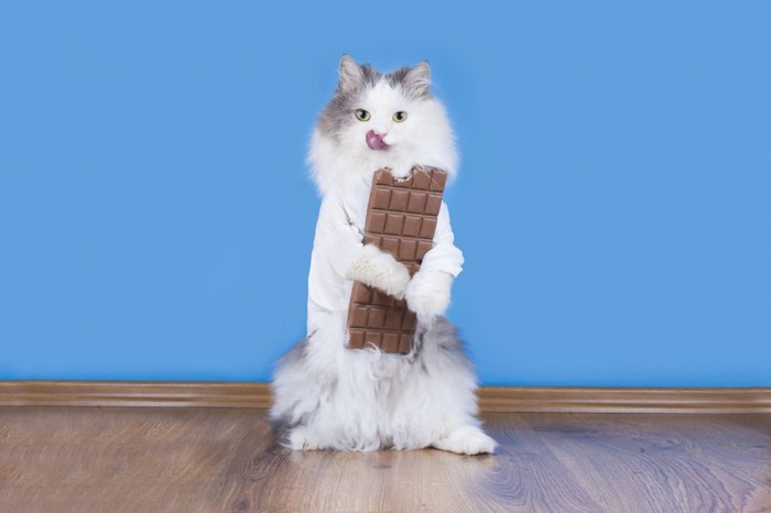 チョコレートを持って立つ猫