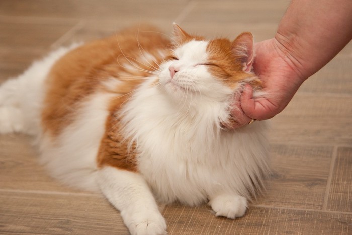 猫の顔を撫でる人の手