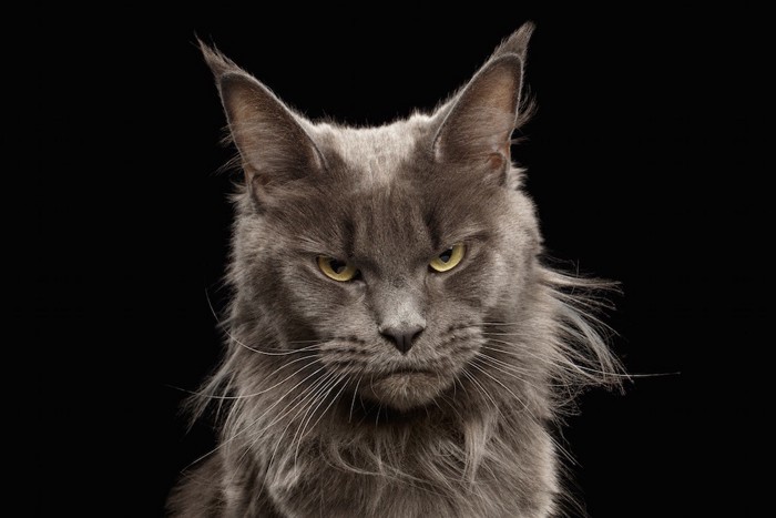 怒っている表情の猫