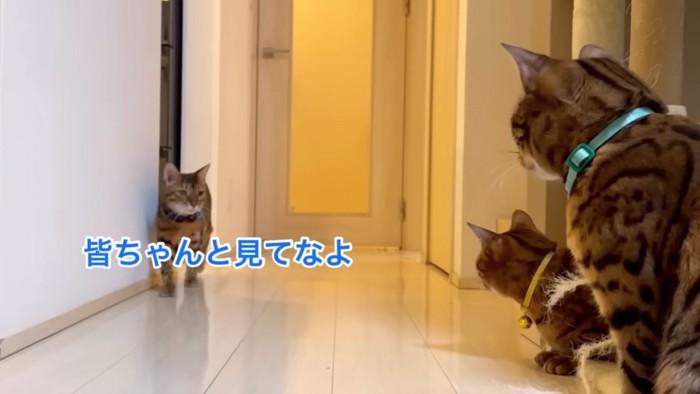 青い鈴の猫を見る2匹の猫