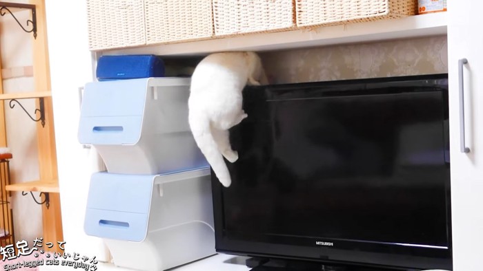 テレビをよじ登る猫