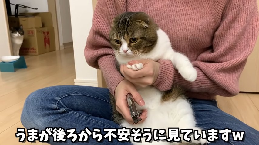 爪切り中の猫と後ろに座る猫