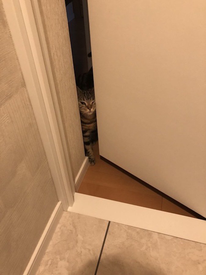 ドアのすき間に顔を入れて覗く猫