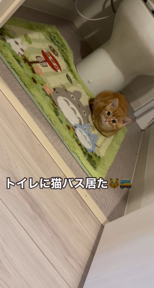 トイレマットの上の子猫3