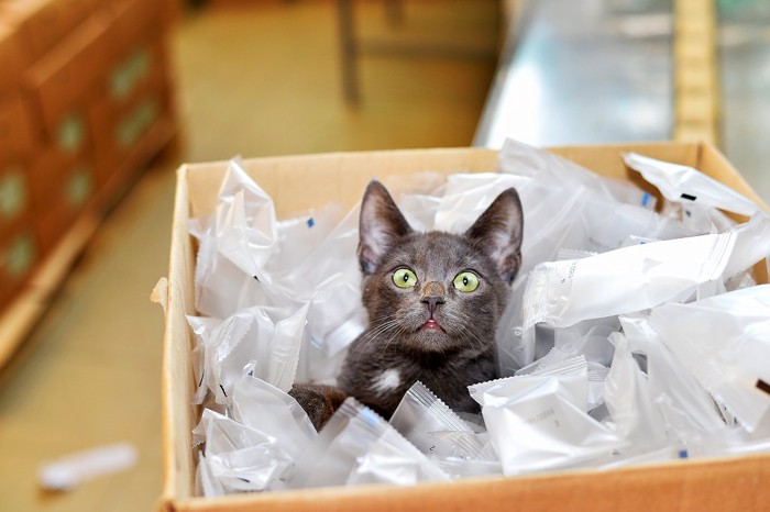梱包材の中に入って興奮している黒猫