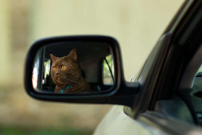 車のサイドミラーに映る猫の顔