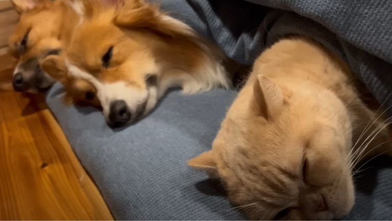 犬たちと眠る猫