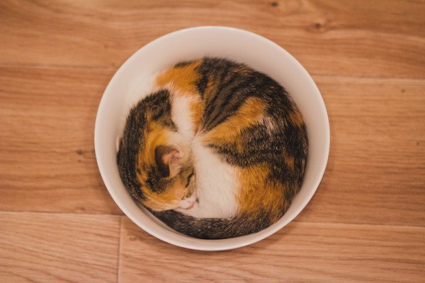 丸いお皿の中に猫