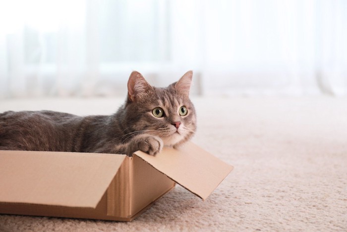 箱の中から何かを見つめる猫