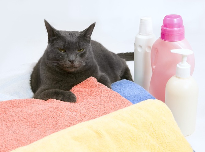 洗剤や柔軟剤とタオルと猫