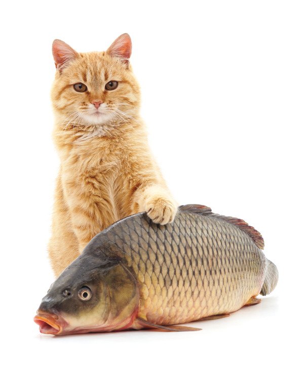 魚と猫