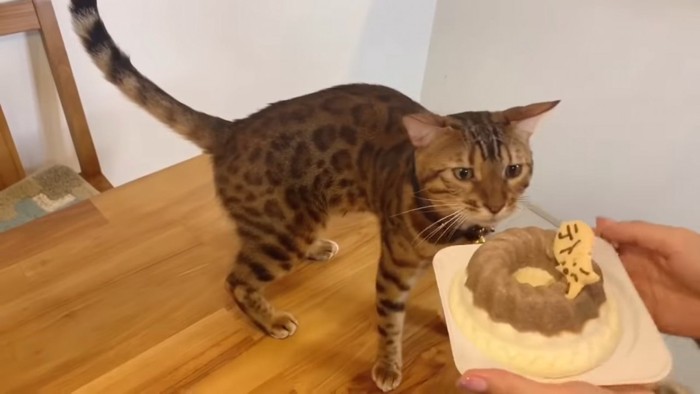 ベンガル猫と猫用ケーキ