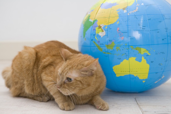 地球儀と猫