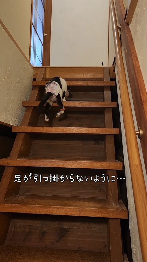 階段を上る猫7