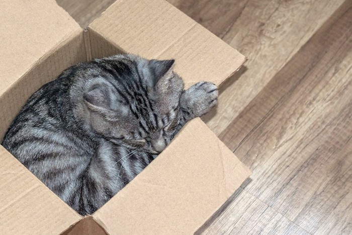 ぴったりの箱に入る猫
