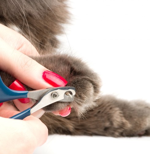 爪切りをする女性の手と猫