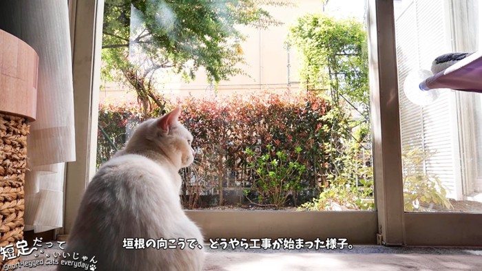窓の外を見る白猫