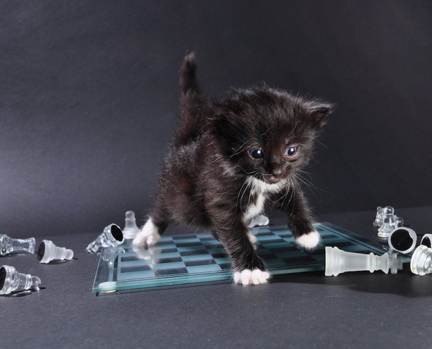 チェスボードの上で遊ぶ子猫