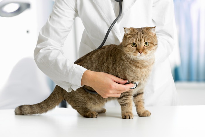 獣医に診察される猫