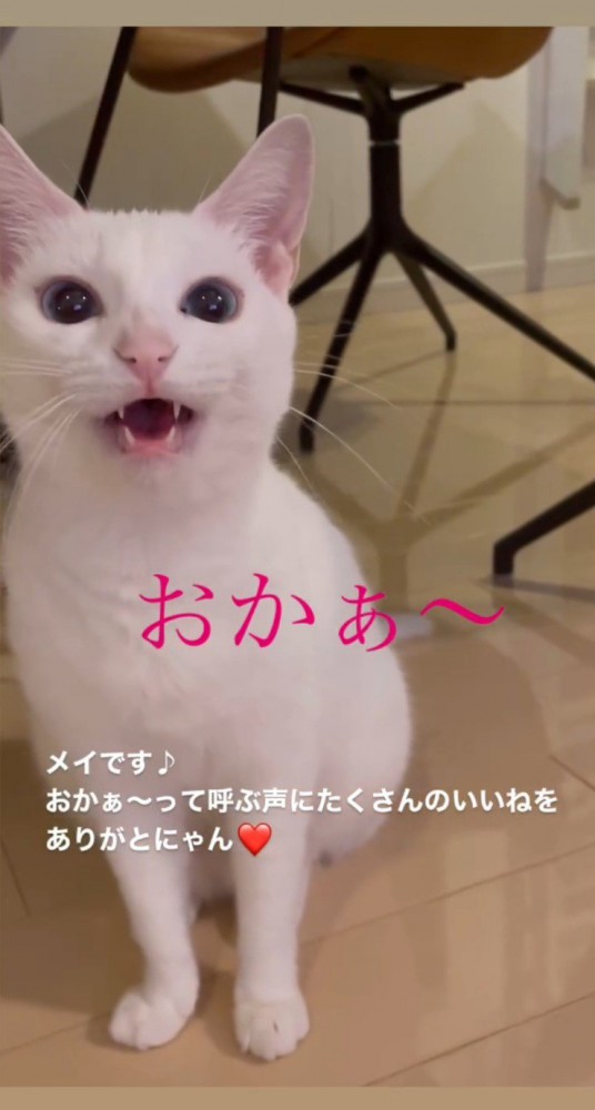 小さく口を開ける猫