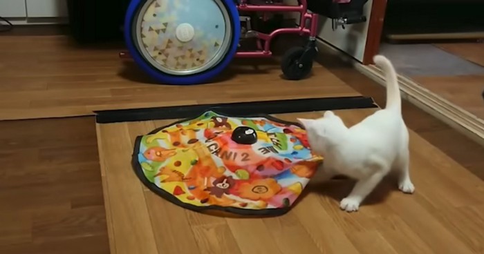 大きくなって遊ぶ猫