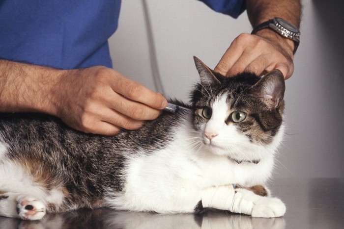病院で予防接種を受ける猫