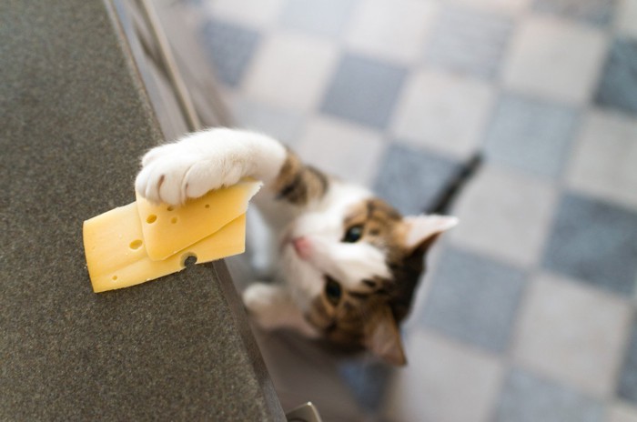 チーズと猫