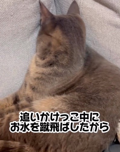 拗ねる猫