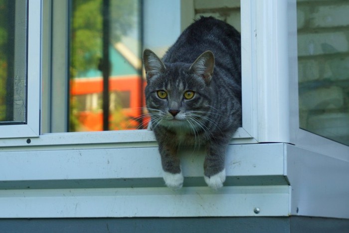 窓に手をかけて脱走する猫
