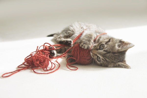 毛糸を噛む子猫
