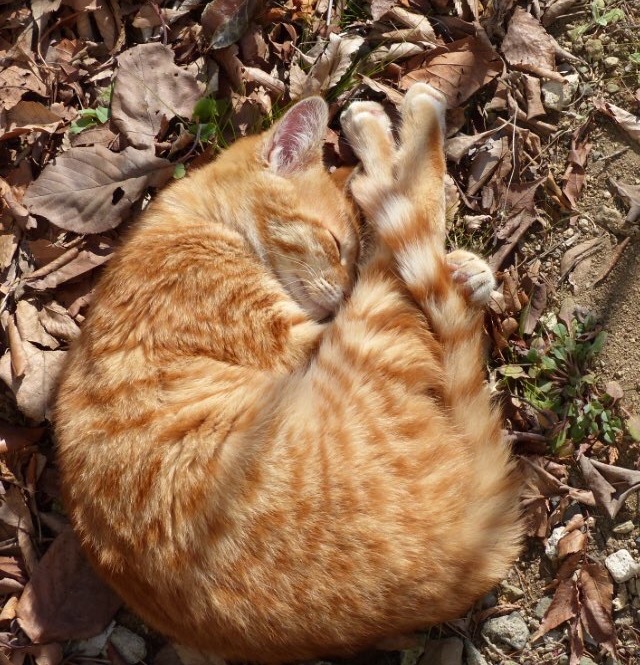 庭で眠る猫