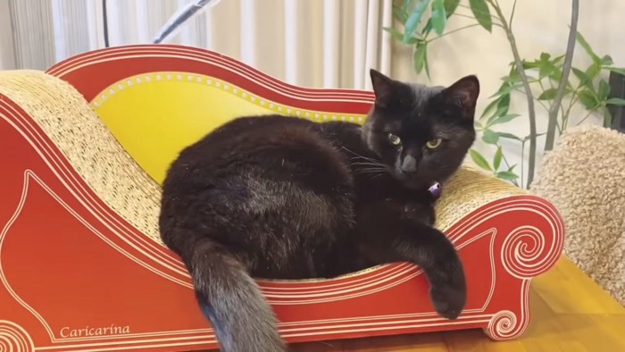 爪とぎソファーに座る黒猫