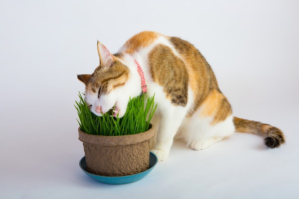 猫草を食べる茶色の猫