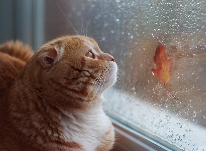 窓から雨が降る様子を見る猫