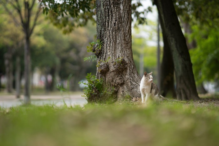 木の横に居る猫