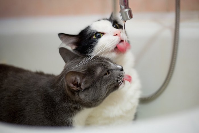 蛇口から水道水を飲む二匹の猫