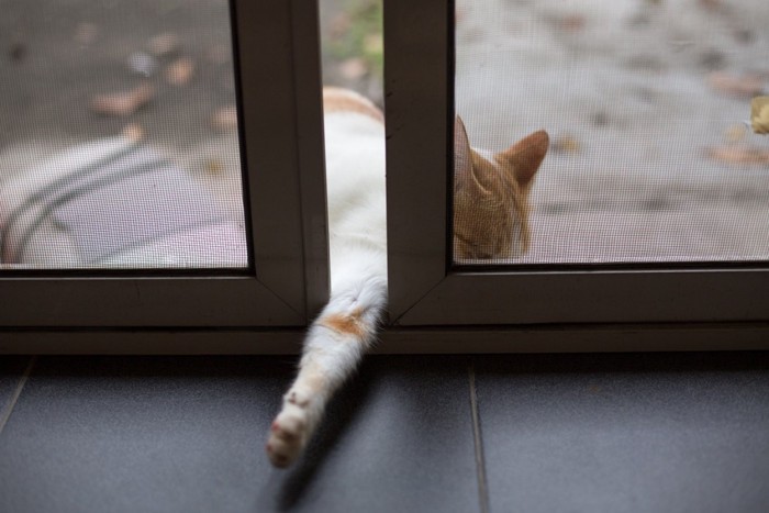 窓を開ける猫