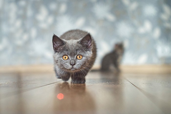 レーザー光を追いかける子猫