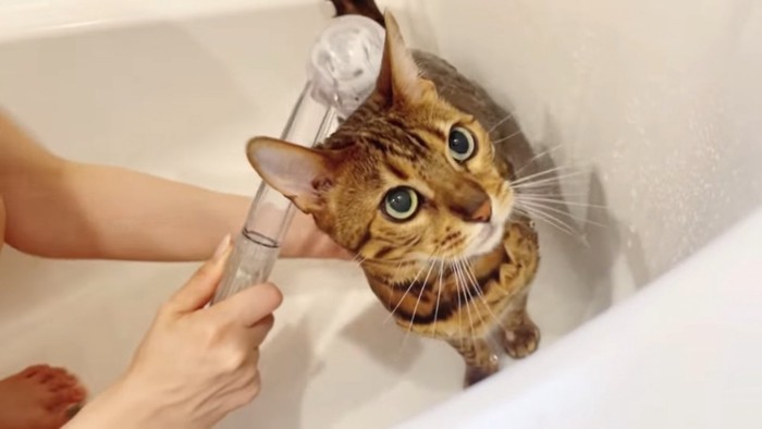 シャワーで濡らされる猫