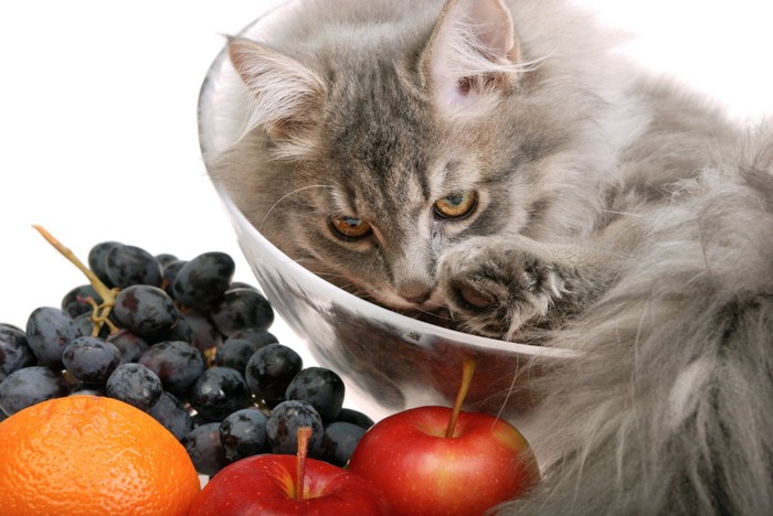 ぶどうと果物と猫