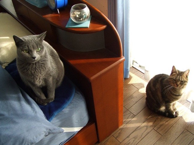 ベッドルームに並ぶ2匹の猫