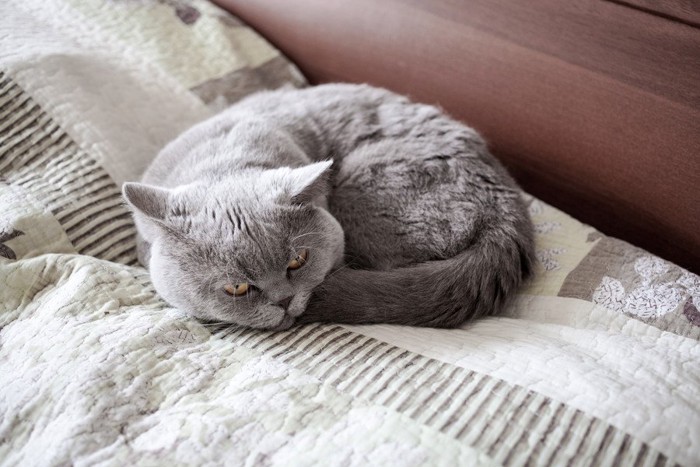丸くなる灰色の猫