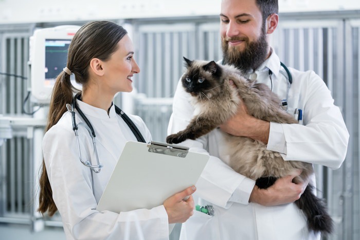 二人の医師と猫