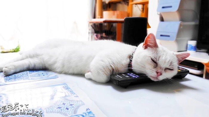 リモコンを枕にして寝る猫の全体