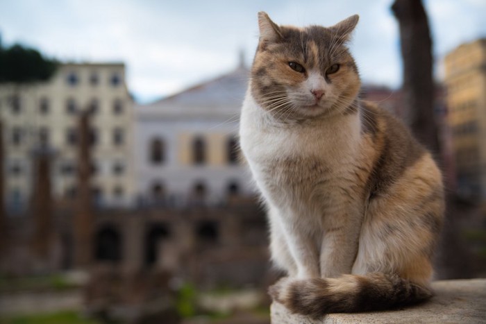 ローマの街を背に座る猫
