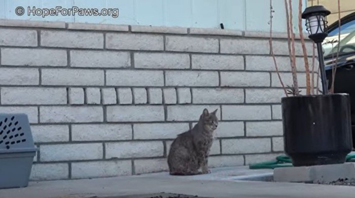 壁際に座る猫