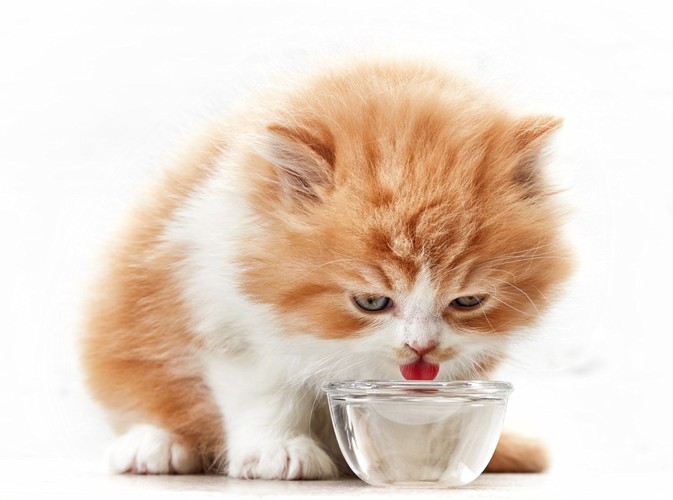 水を飲む茶色い子猫
