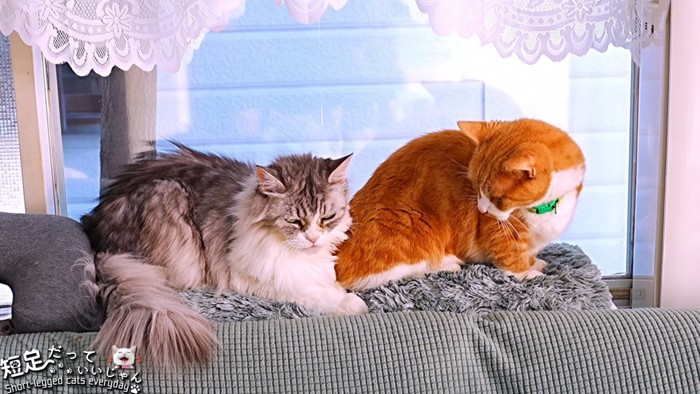 長毛猫と茶白猫
