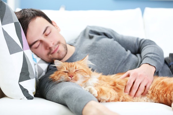 男性の腕枕で寝る猫